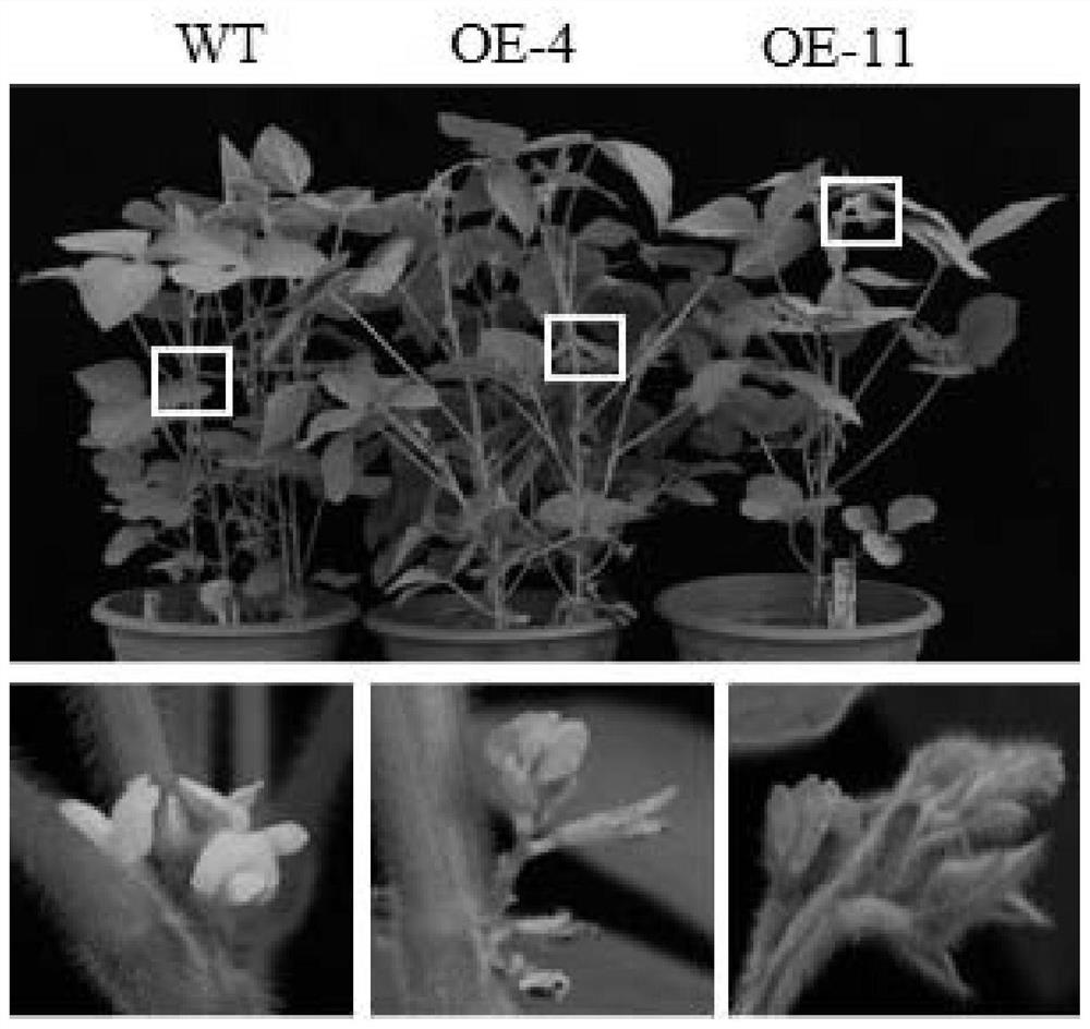 Method for identifying transgenic soybean plants through flower color