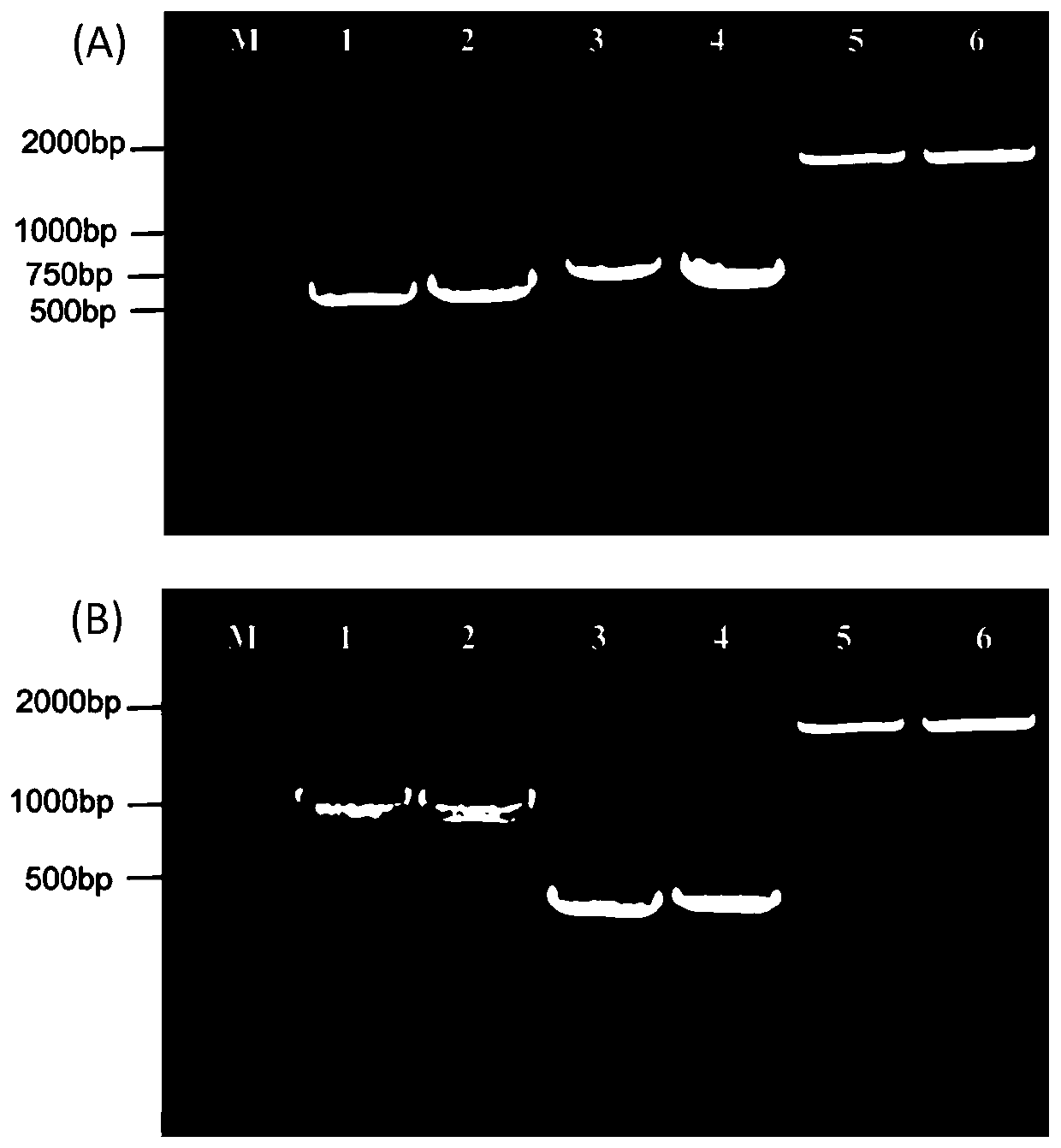 Enzyme for high yield of specific functional oligopeptides and derived from Aspergillus niger and engineering bacteria thereof