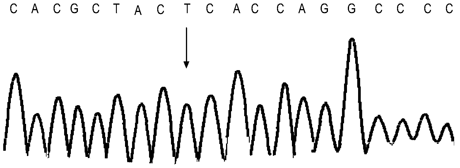 Kit and method for detecting polymorphism of CYP2D6 gene