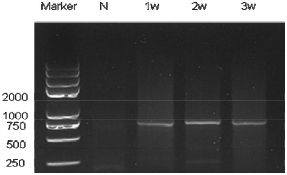 A baculovirus vector-based carp herpes virus type II dna vaccine and its construction method and application