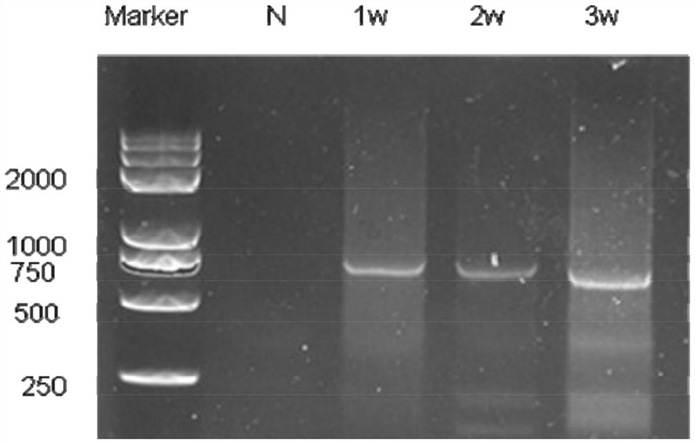 A baculovirus vector-based carp herpes virus type II dna vaccine and its construction method and application