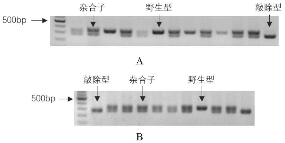 Ces2 gene knockout rat model and construction method and application thereof