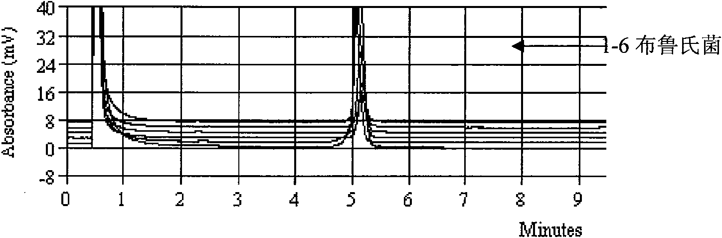 Detection kit and detection method for brucellae in meat products