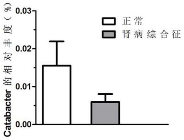 Enterobacteriaeae Catabacter pertinent to nephrotic syndromes, and application of enterobacteriaeae Catabacter pertinent to nephrotic syndromes