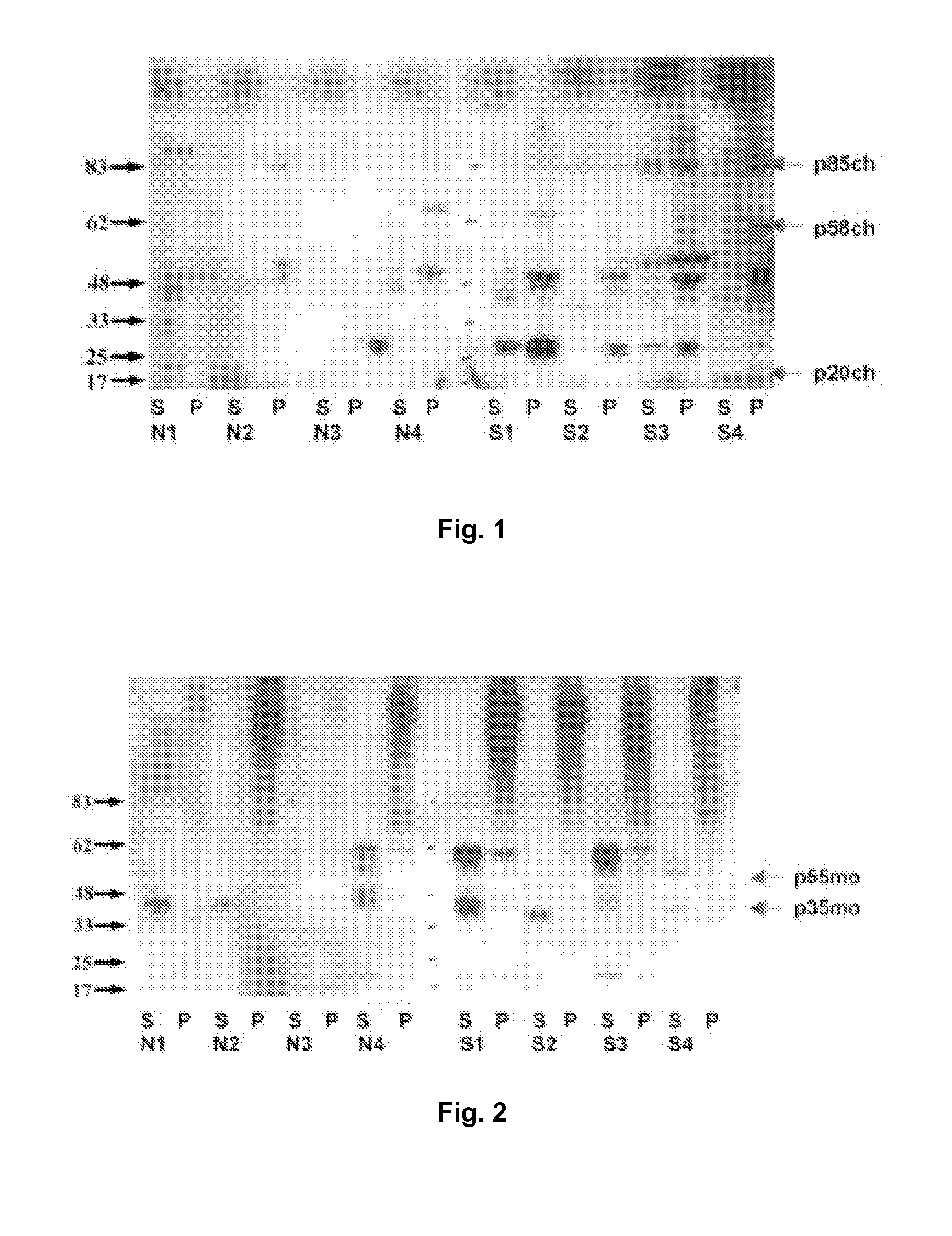 Antibody for Diagnosing and Treating Neuropsychiatric Diseases, in Particular Schizophrenia, Depression and Bipolar Affective Disorders