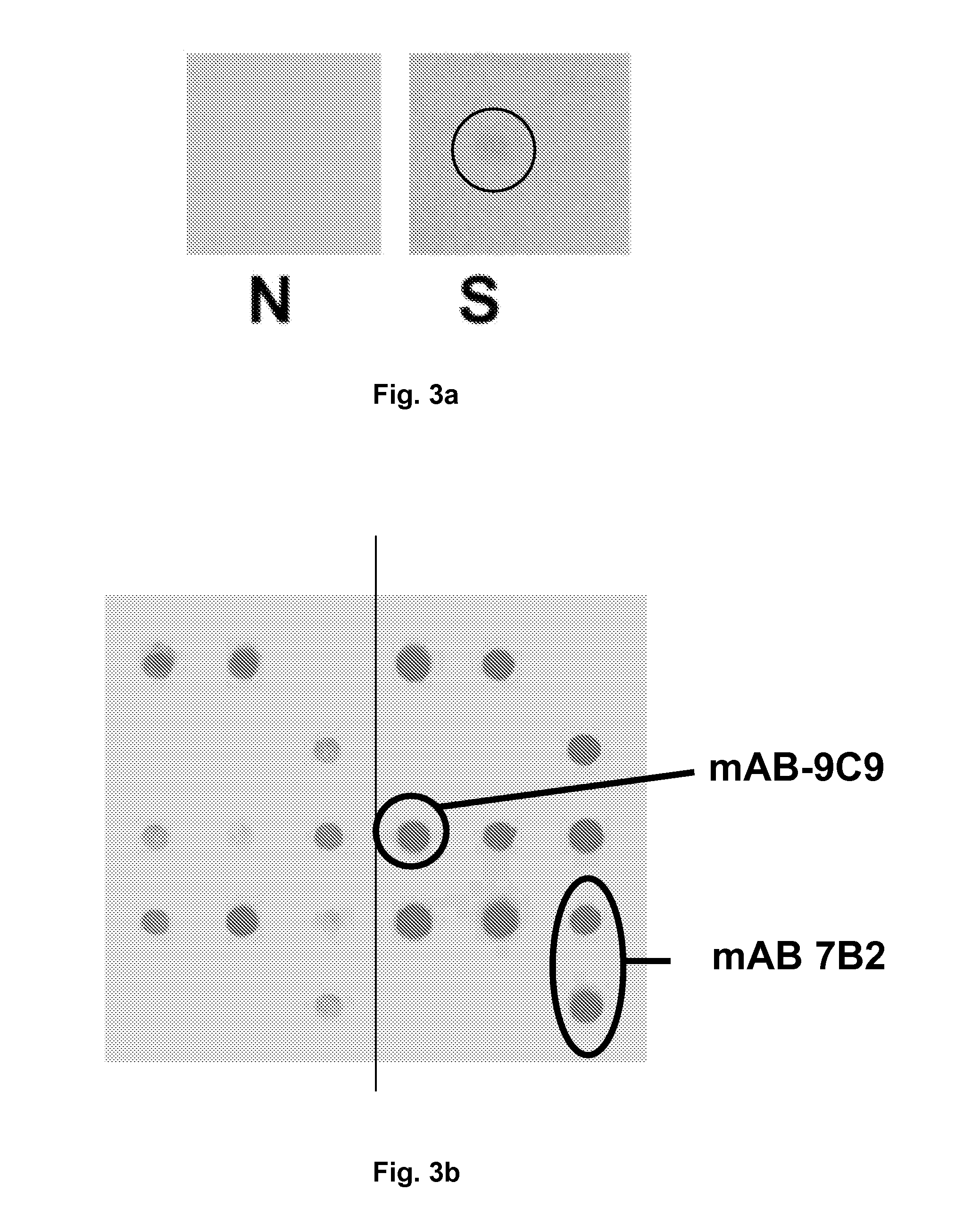 Antibody for Diagnosing and Treating Neuropsychiatric Diseases, in Particular Schizophrenia, Depression and Bipolar Affective Disorders