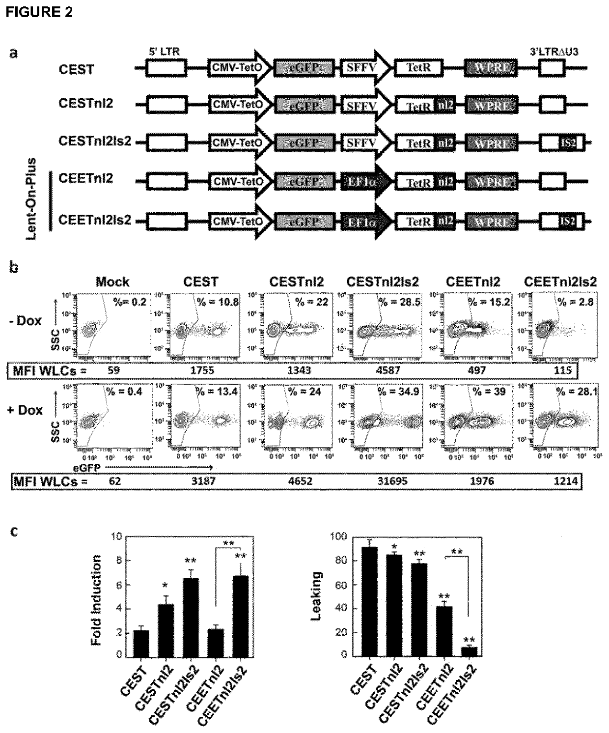 Lent-on-plus system for conditional expression in human stem cells