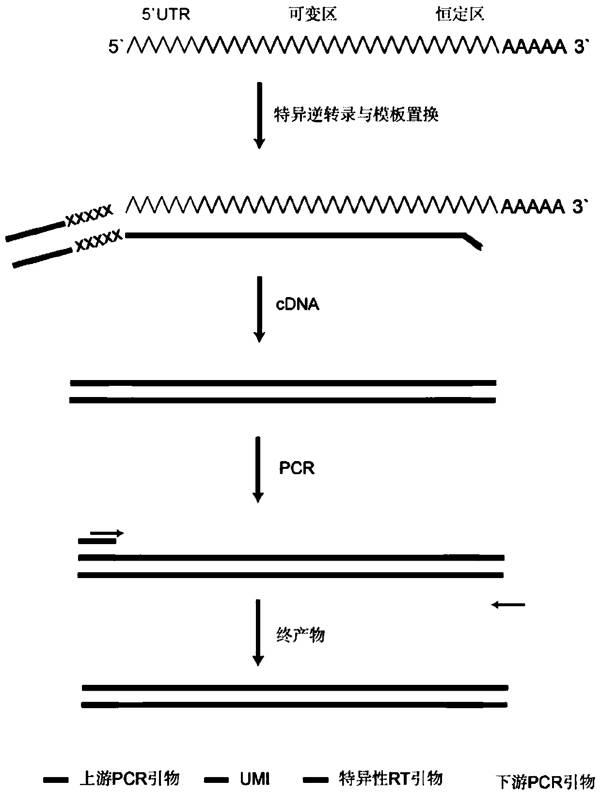 Method for constructing high-throughput sequencing library of immune group library for screening cross-reaction between samples