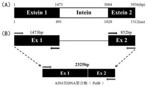 DNA polymerase, coding gene thereof, preparation method for DNA polymerase and PCR application of DNA polymerase