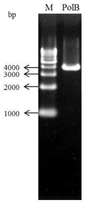 DNA polymerase, coding gene thereof, preparation method for DNA polymerase and PCR application of DNA polymerase