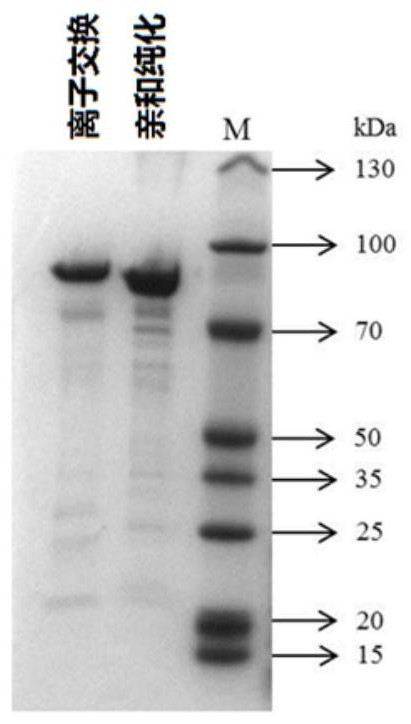 DNA polymerase, coding gene thereof, preparation method for DNA polymerase and PCR application of DNA polymerase