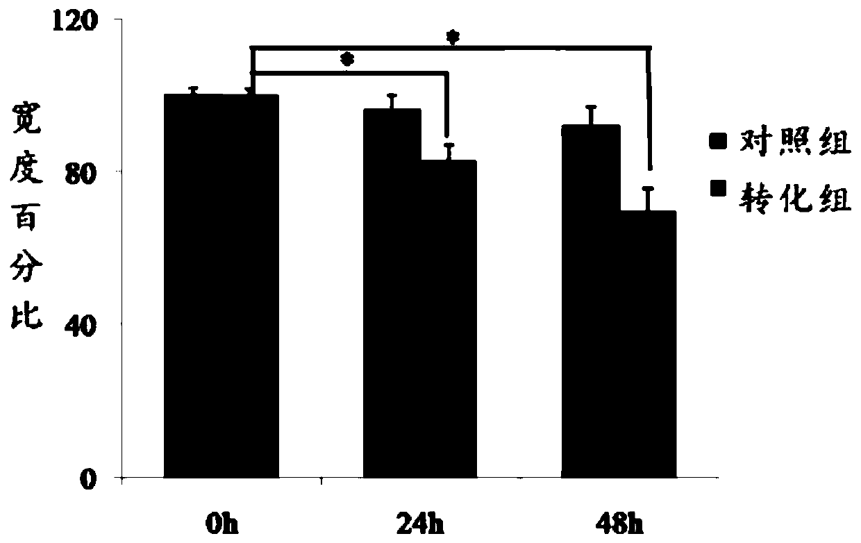 Establishment method of tonalid-induced human normal hepatocyte malignant transformation model