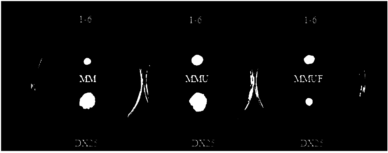 Method for protection of pleurotus eryngii strain by using uracil auxotrophy