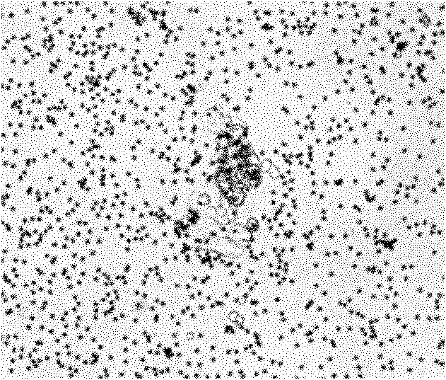 Method for separating enriched target cells from tissues