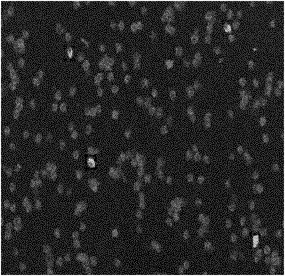 Method for separating enriched target cells from tissues