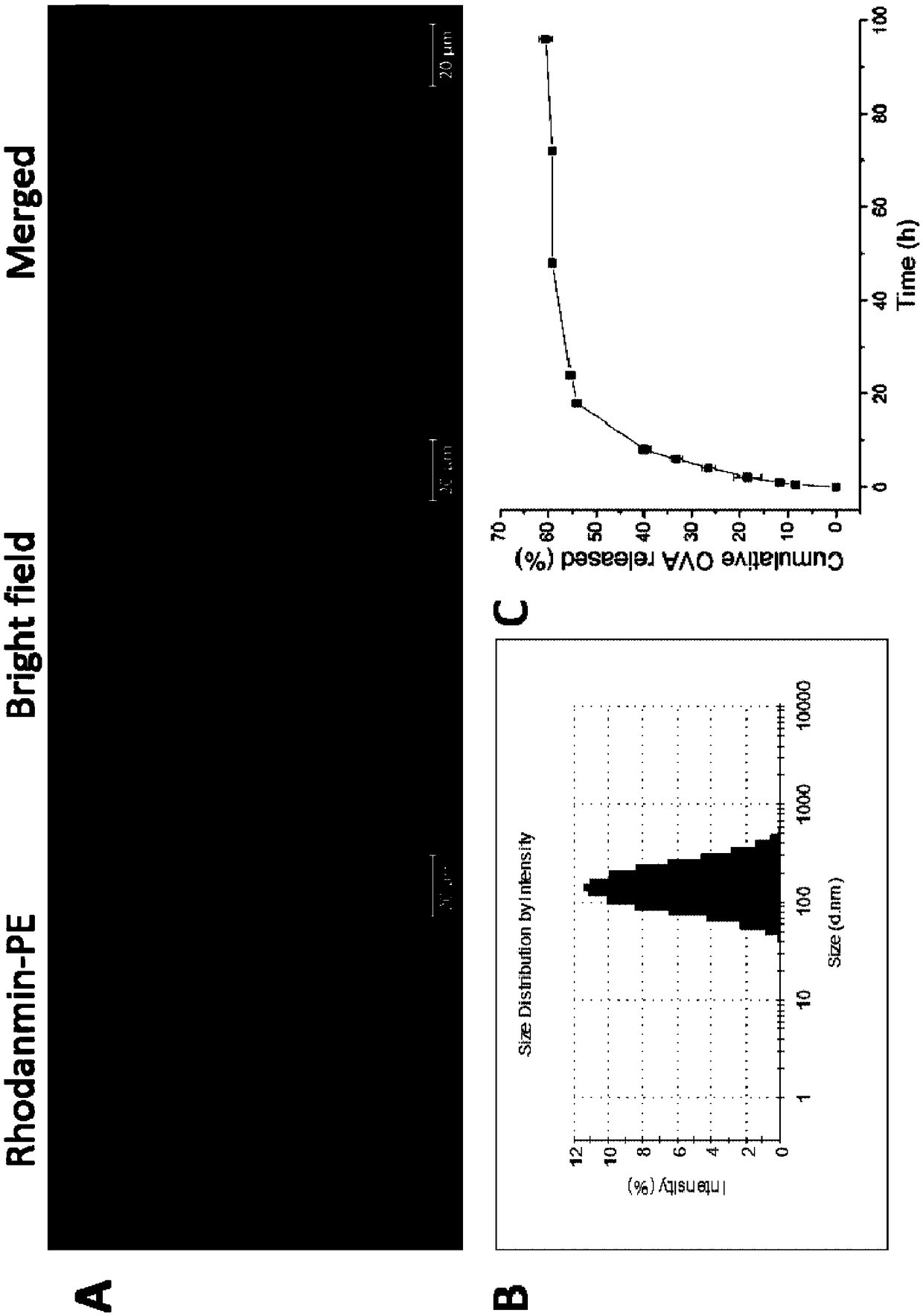 Cationic phospholipid-polymer hybridized nanoparticle vaccine adjuvant of common-carrier antigen, MPLA (Monophosphoryl Lipid A) and IMQ (Imiquimod) as well as preparation method and application thereof