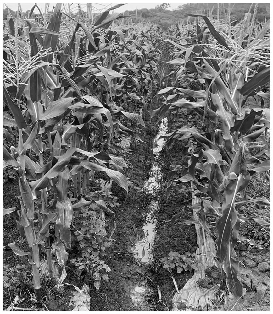 Intercropping planting method for herba pogostemonis and fresh corn