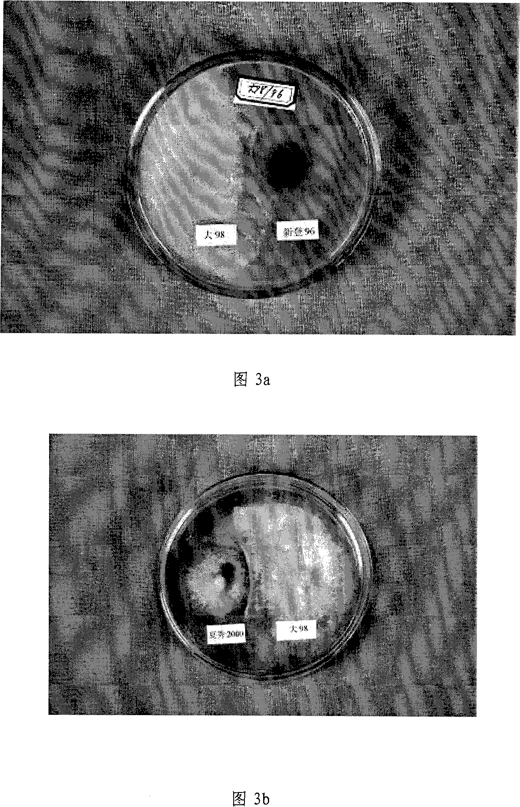Aromatic mushroom spawn and method for producing aromatic mushroom with the same