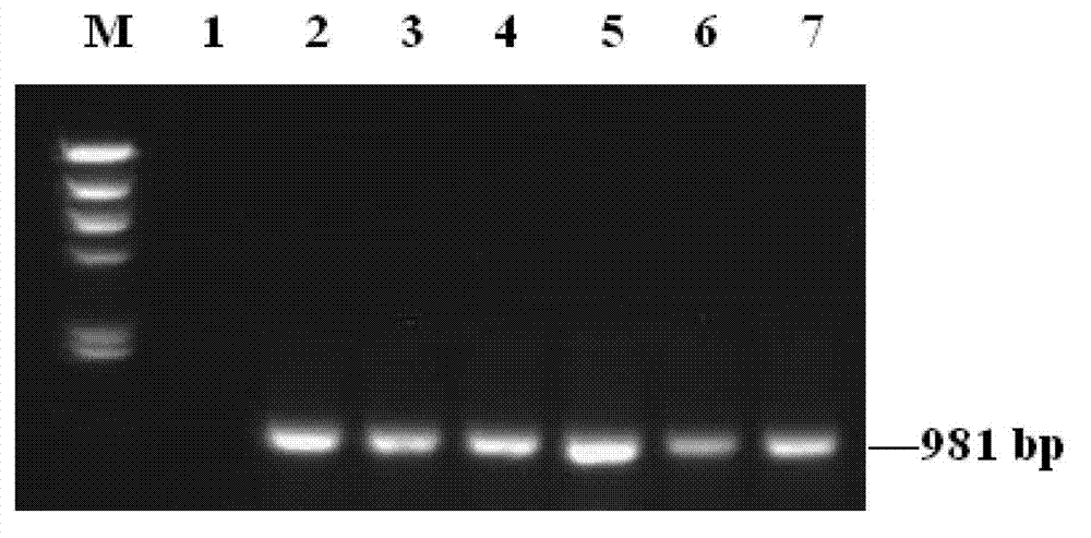 Transgenic euramerican populus trichocarpa*populus deltoides for resisting apocheima cinerarius pests