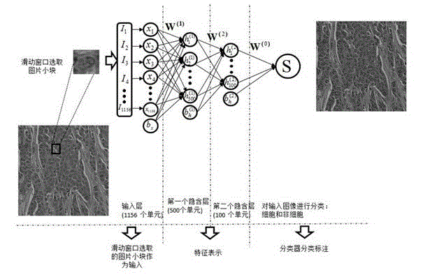 Cell detection method based on sliding window and depth structure extraction features