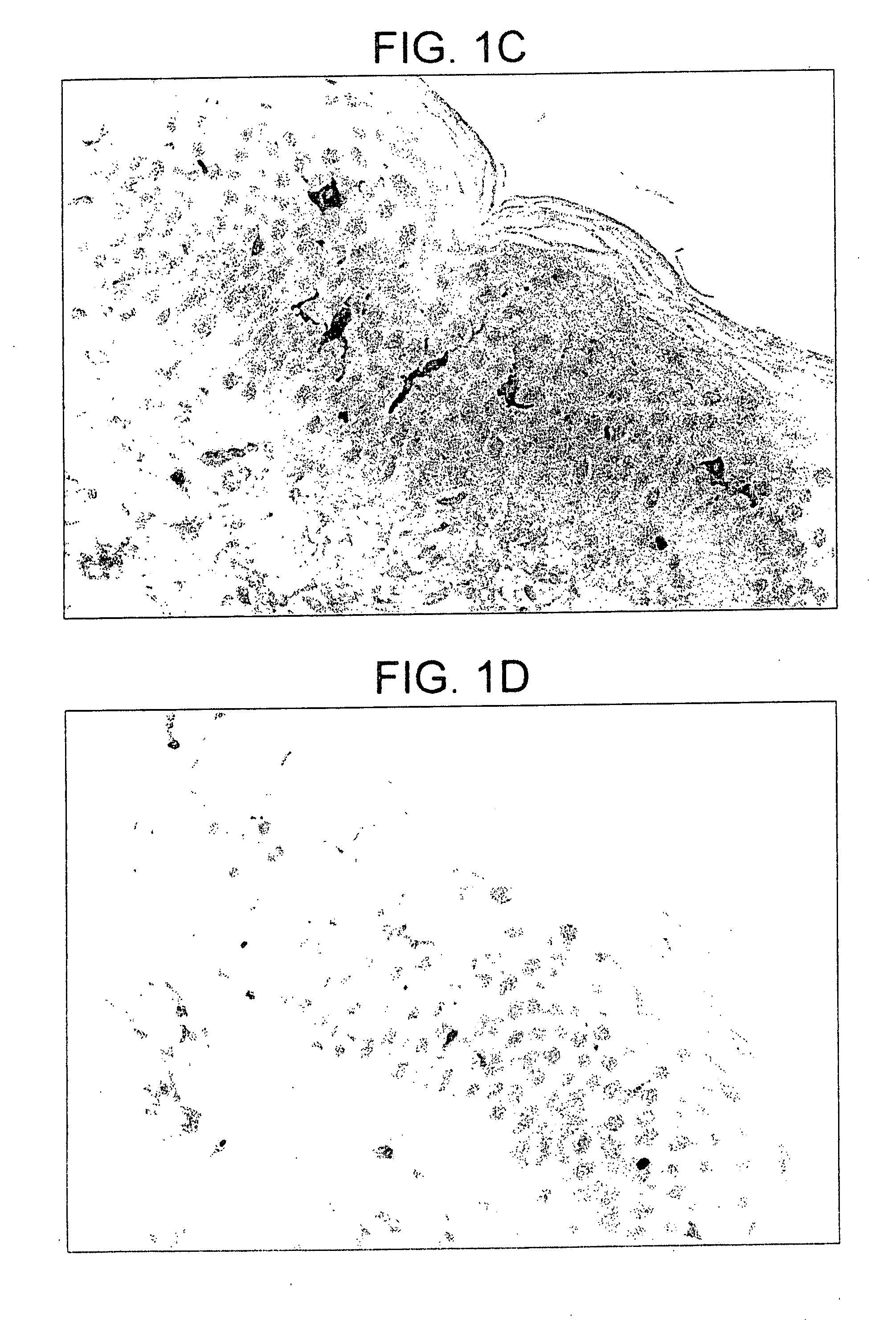 Use of penetration enhancers and barrier disruption methods to enhance the immune response of an antigen