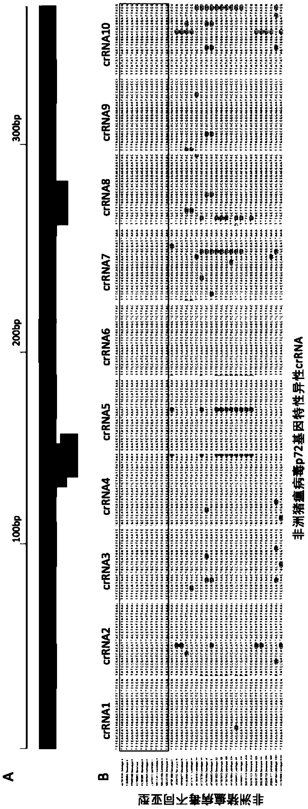 Cpf1 reagent kit and detection method for quickly detecting nucleic acid of African swine fever virus