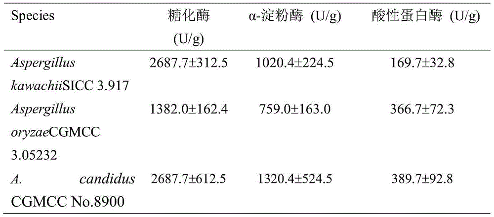 A kind of Aspergillus leucopus with high yield of glucoamylase, α-amylase and acid protease and its application