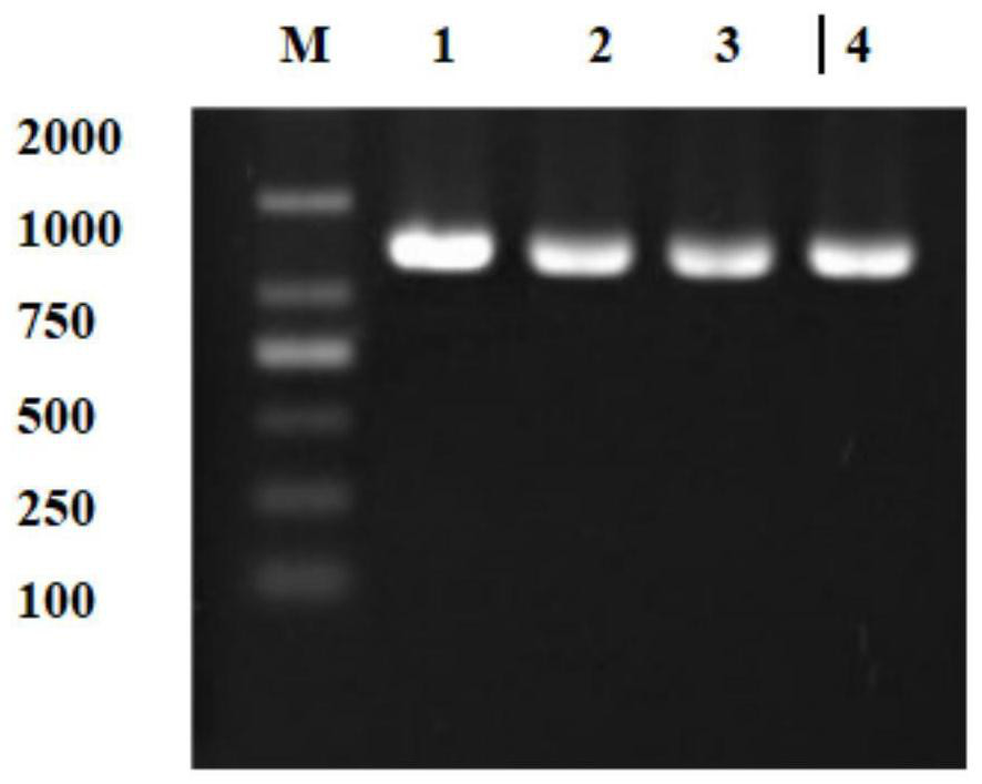 Preparation method of mandarin fish rhabdovirus glycoprotein expressed by recombinant baculovirus