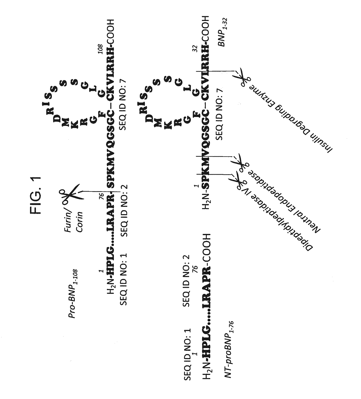 B-type natriuretic peptide proteolytic assay for cardiovascular disease risk assessment