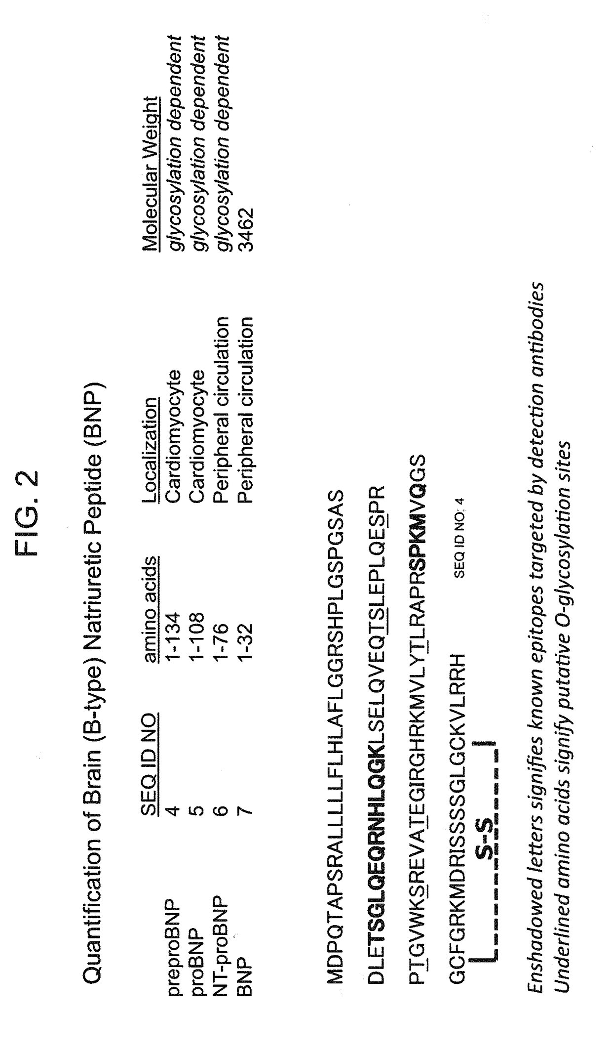 B-type natriuretic peptide proteolytic assay for cardiovascular disease risk assessment