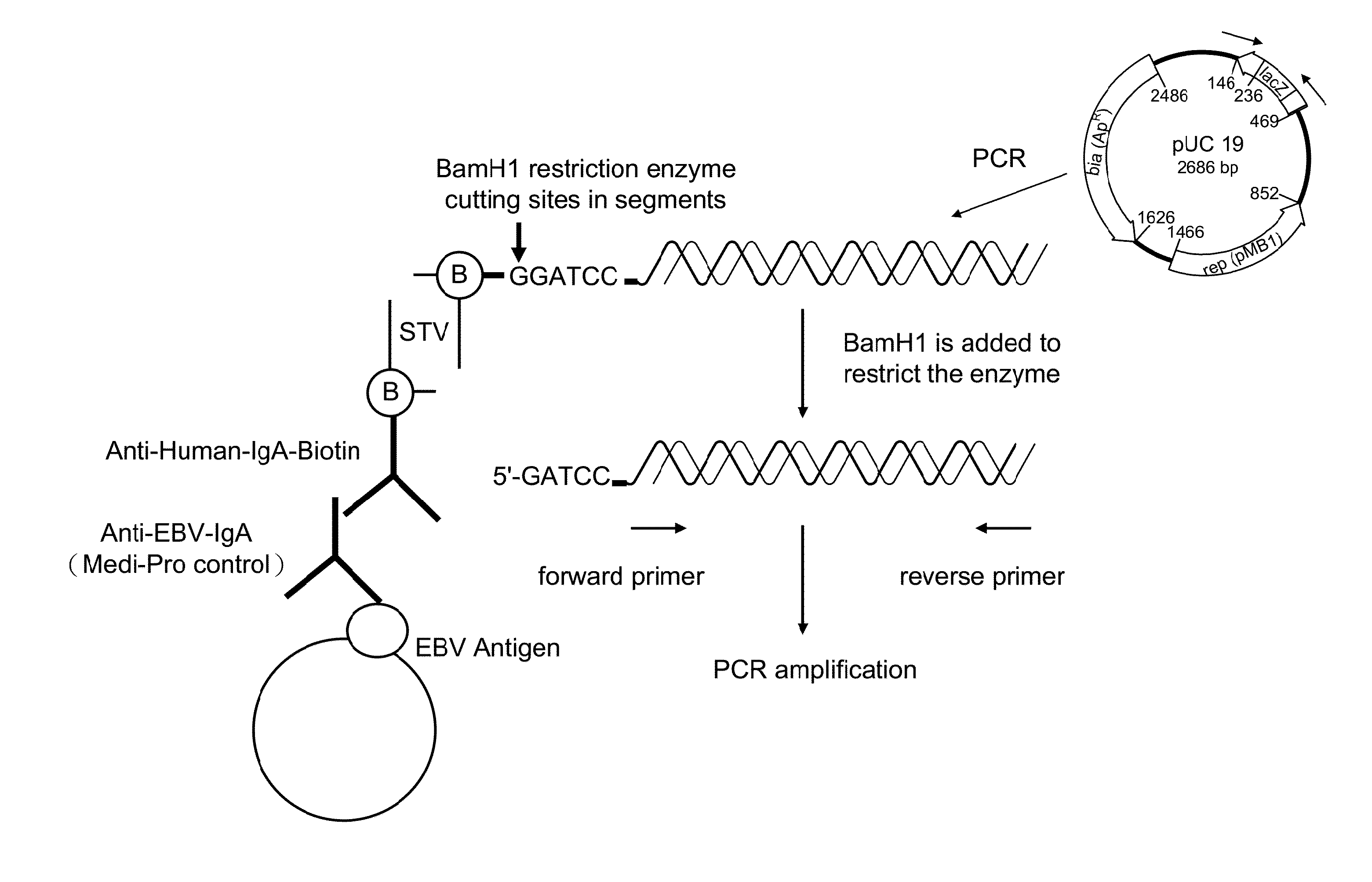 Method of Preparing Magnetic Bead Type Nasopharyngeal Enzyme Immunoassay Reagents by Polymerase Chain Reaction