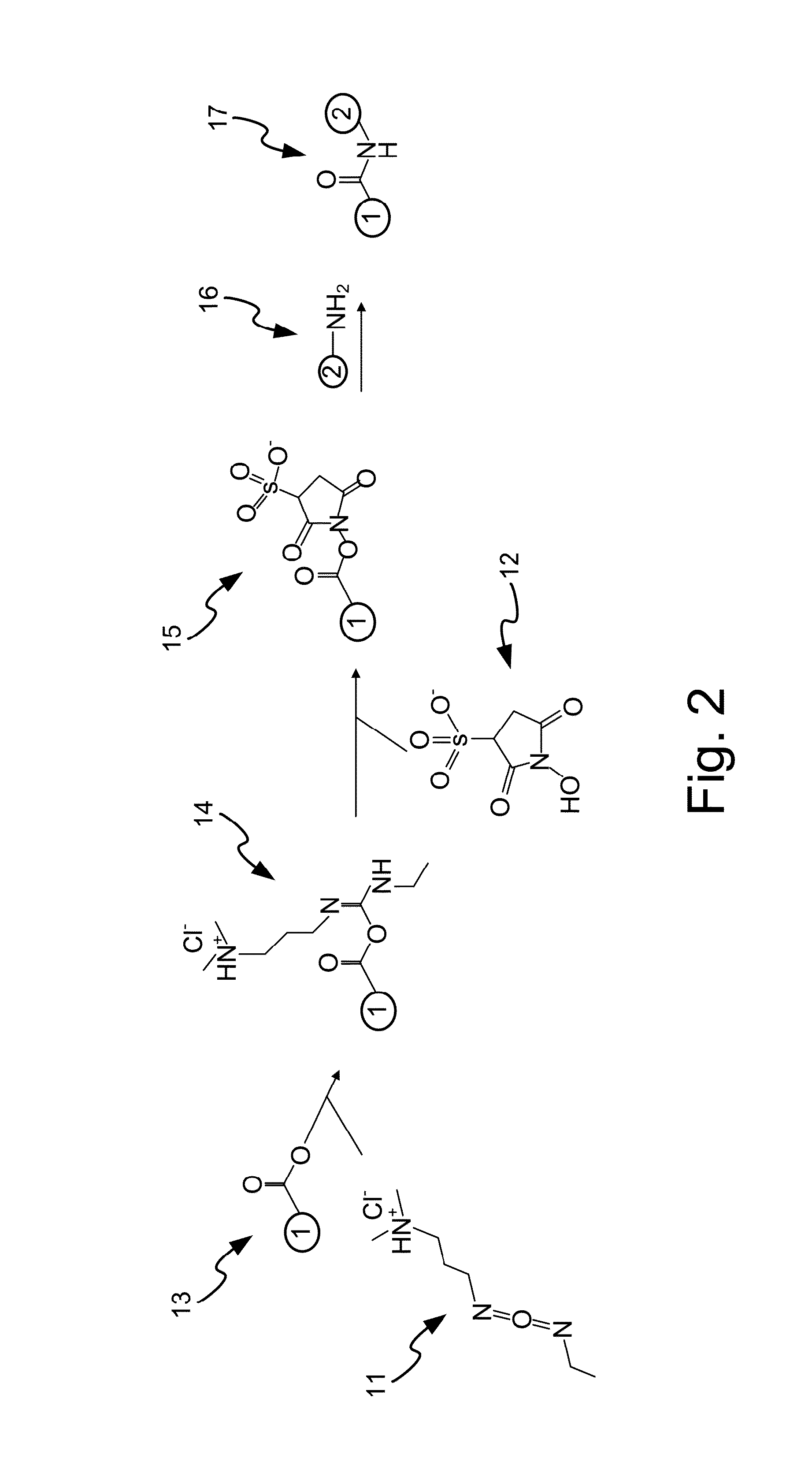 Method of Preparing Magnetic Bead Type Nasopharyngeal Enzyme Immunoassay Reagents by Polymerase Chain Reaction