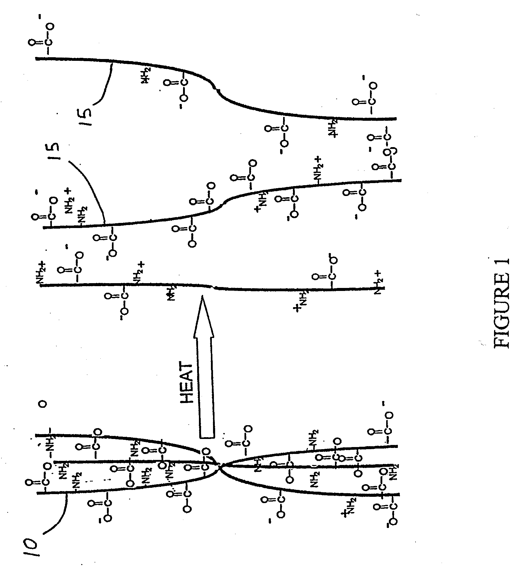 Methods and Compositions for Regenerating Connective Tissue