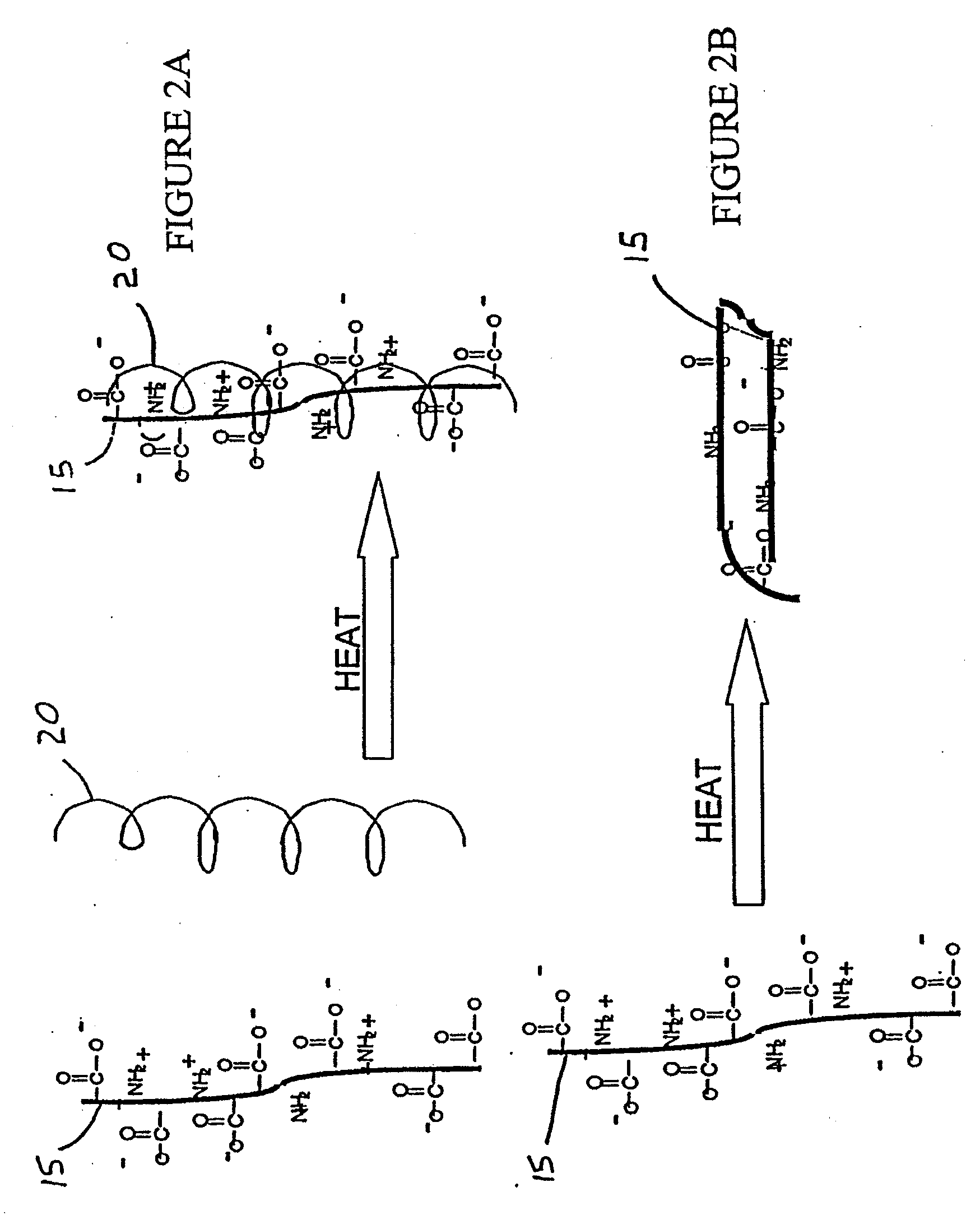 Methods and Compositions for Regenerating Connective Tissue