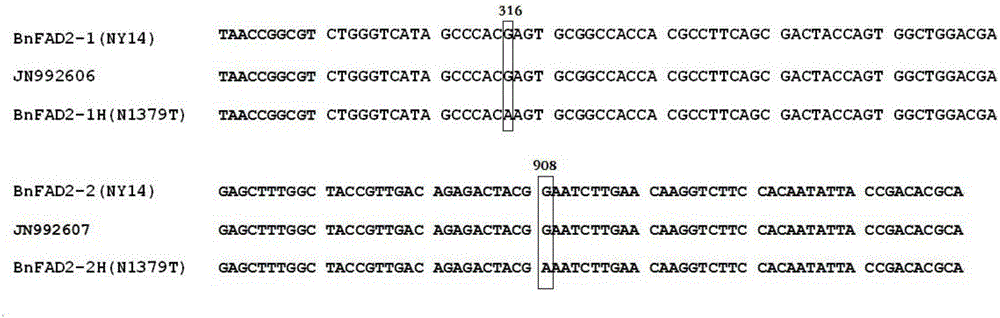 Nucleotide mutational site for indicating high oleic acid content of rapeseeds
