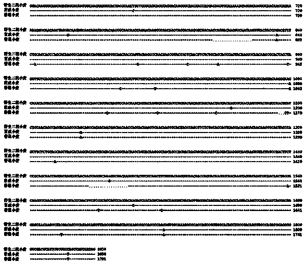 Cultivation method of common wheat capable of stably expressing six HMW-GS (High Molecular Weight-Glutenin Subunits)