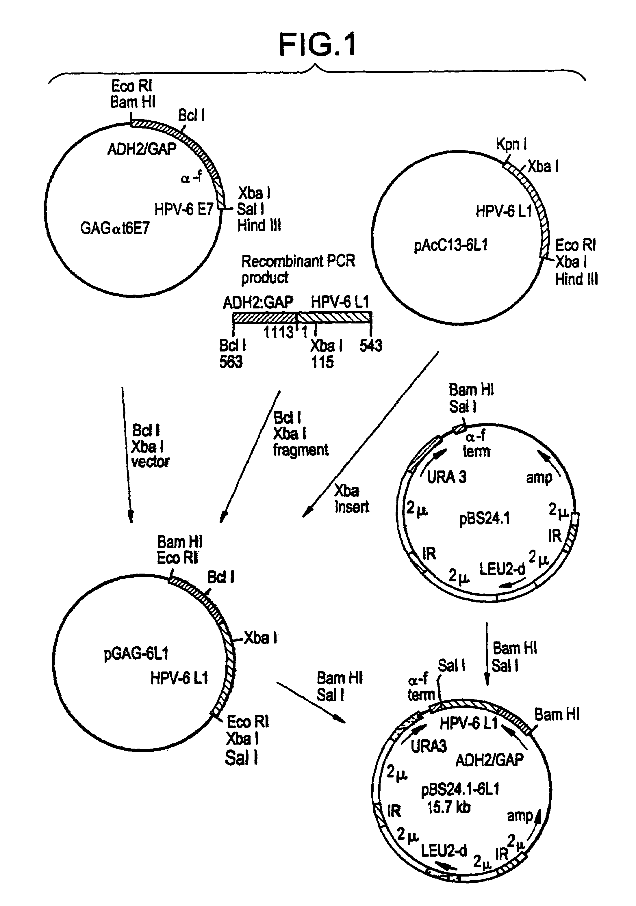 Method for producing yeast expressed HPV types 6 and 16 capsid proteins