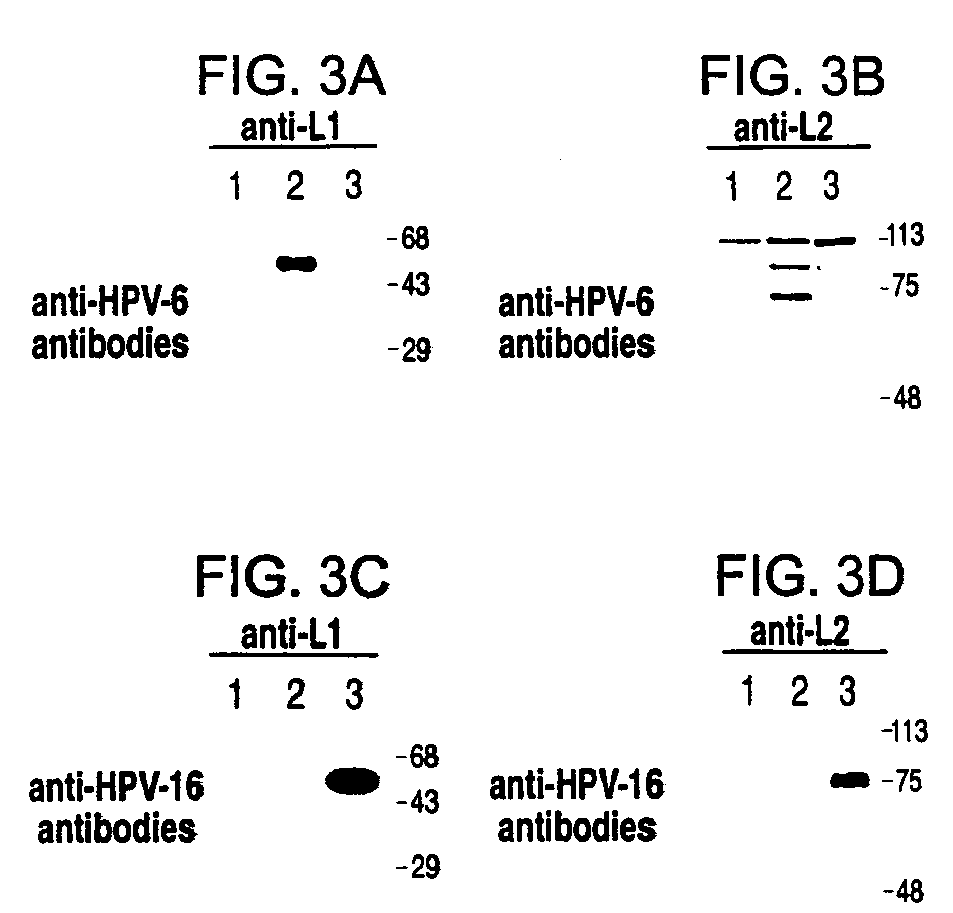 Method for producing yeast expressed HPV types 6 and 16 capsid proteins