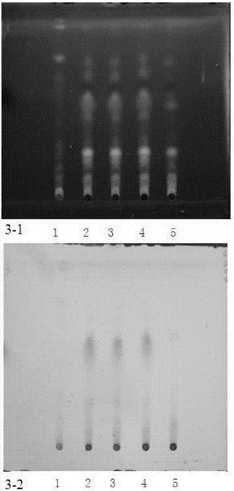 Identification method of Patrinia in traditional Chinese medicine compound