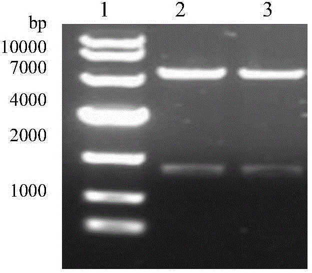 Chimeric protein, virus-like particle and application thereof