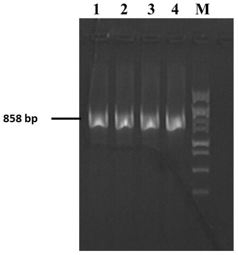 Method for knocking out two mir-505 alleles