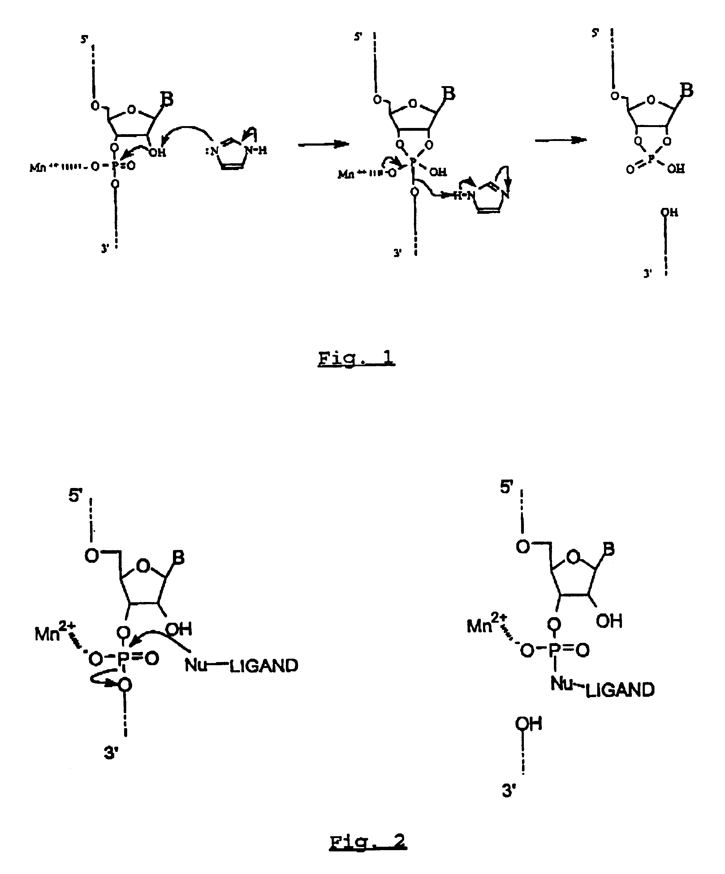 Process for labeling a ribonucleic acid, and labeled RNA fragments which are obtained thereby