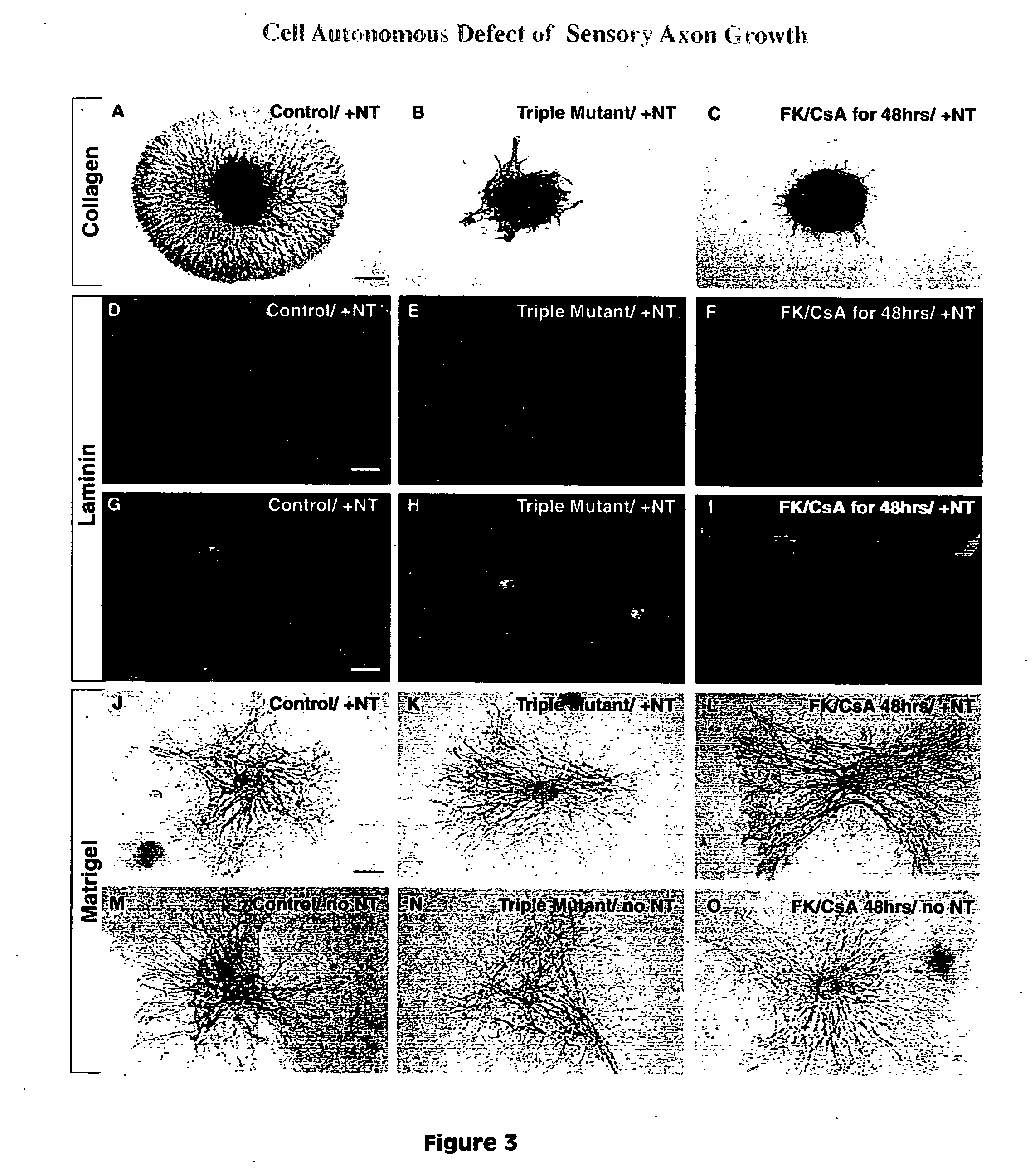 Methods and compositions for enhancing neuron growth and survival