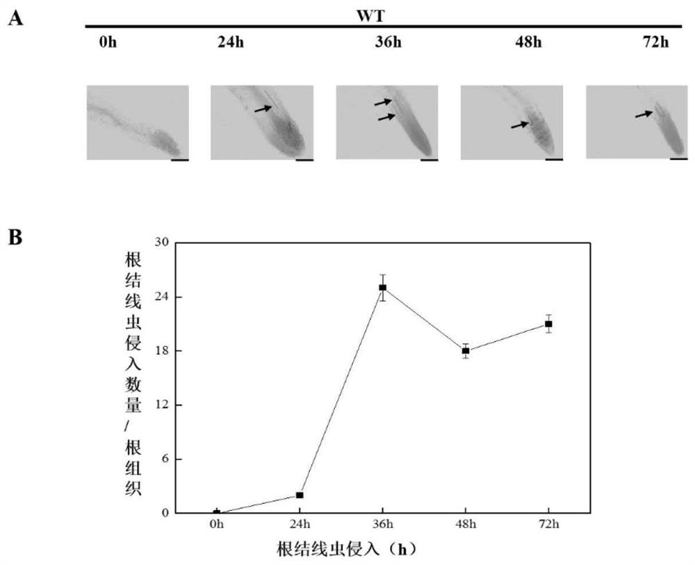 Application of autophagy gene of tomatoes in improvement on root-knot nematode resistance of plants