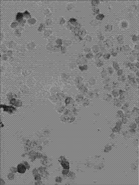 In-situ hybridization detection kit for detecting mRNA (messenger ribonucleic acid) level in early stage of brain glioma tumor change and application, detection method and application