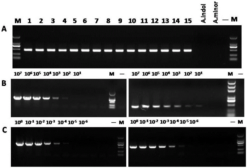 A primer set targeting the vtaa9 gene and its application in the identification and diagnosis of Haemophilus parasuis