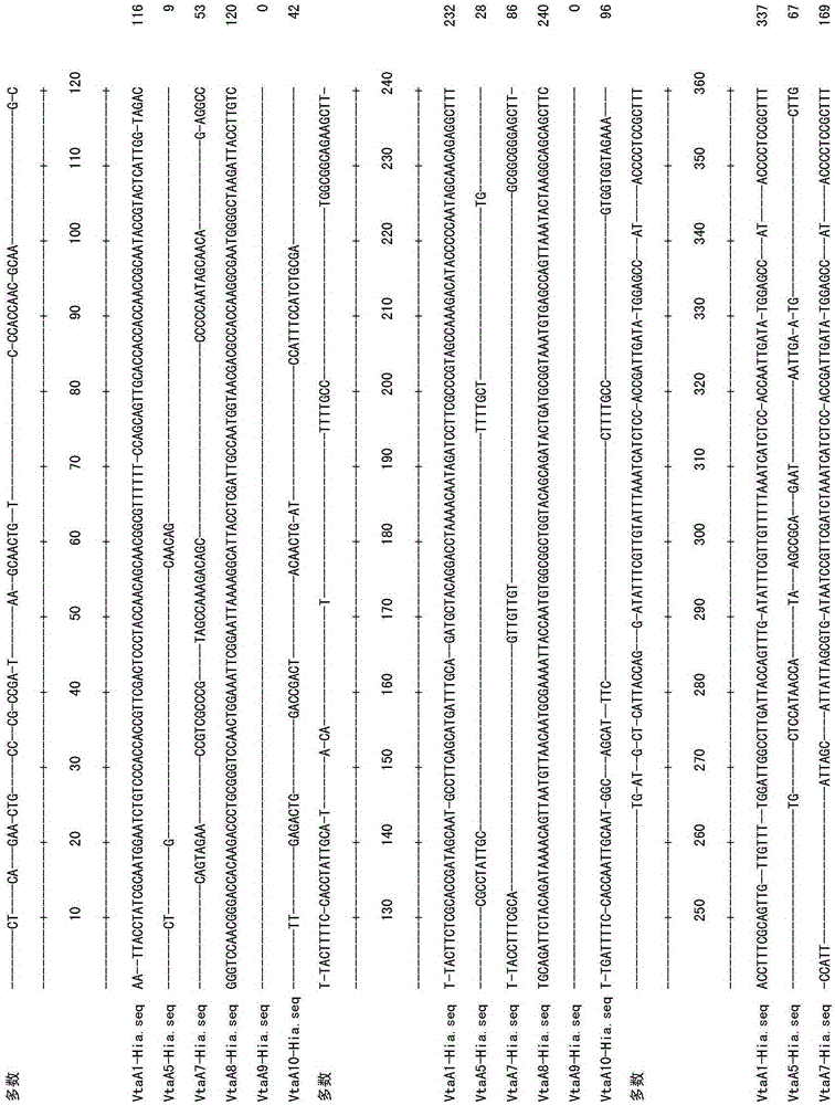 A primer set targeting the vtaa9 gene and its application in the identification and diagnosis of Haemophilus parasuis