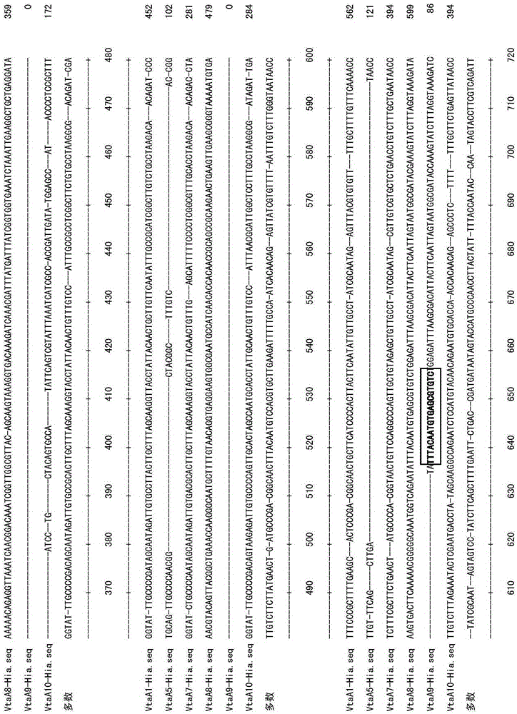 A primer set targeting the vtaa9 gene and its application in the identification and diagnosis of Haemophilus parasuis