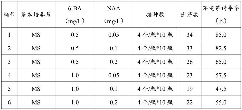 Rapid cerasus humilis tissue culture method