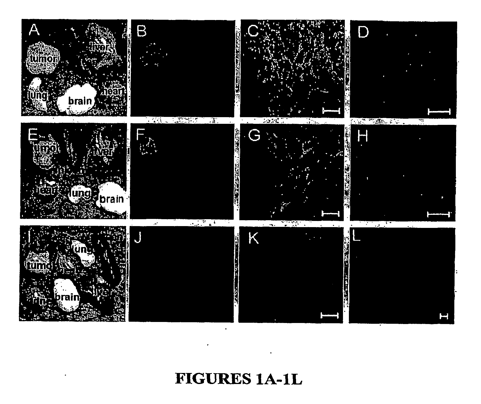 Methods and compositions related to targeting tumors and wounds
